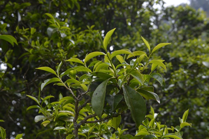 绿茶原料市场动态:绿色健康消费引领未来